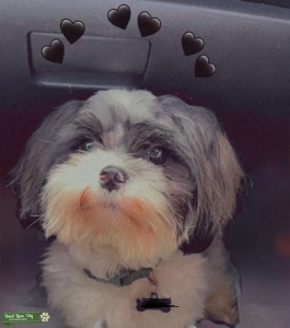 Tricolor Shih Tzu Stud Available  Listing Image