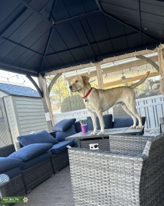 Purebred yellow lab Listing Image