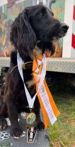 Field bred English cocker spaniel  Listing Image