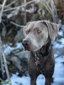 AKC Silver Lab Stud Listing Image
