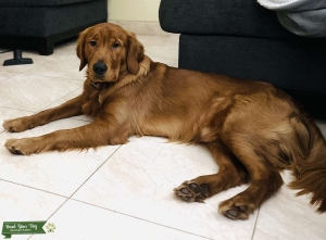 AKC Dark Golden Stud- OFA/DNA Tested-Proven Listing Image