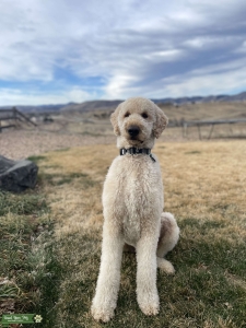 Red standard poodle stud male Listing Image