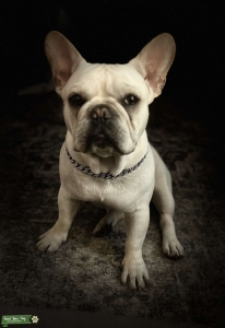 Cream French Bulldog  Listing Image