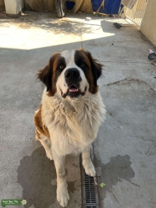 St Bernard stud Listing Image