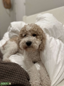 Goldendoodle Stud Available  Listing Image