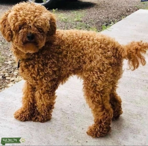 AKC registered, genetic tested Poodle Stud Listing Image