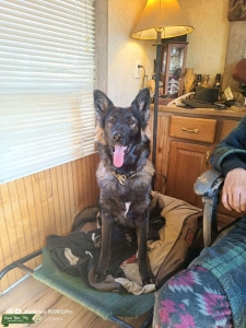 GSD Champion Czech working dog pedigree Listing Image