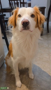 Gold/ Red Border Aussie Male Looking For The Perfect Lady Match  Listing Image