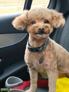 Cute Red Toy Poodle Listing Image