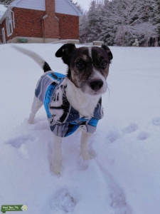 12 year old male Jack Russell  Listing Image