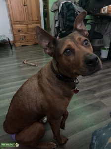 German Shepherd/Rottweiler Listing Image