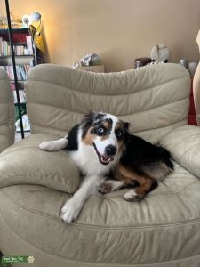 Stud Mini Australian Shepherd (saving him from being neutered) Listing Image