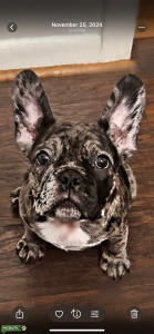 ???? ✨ Theodore – AKC Registered French Bulldog Stud ✨ Listing Image