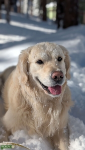 4-year old English Golden looking for a girlfriend Listing Image