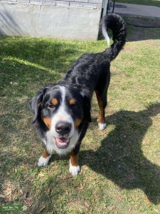 Bernese Mountain Dog Listing Image