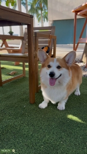 Corgi stud available for breeding Listing Image