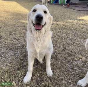 AKC English Cream Golden Male Listing Image
