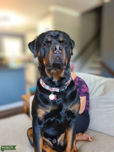 Rottweiler Stud  Listing Image