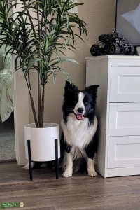 AKC Border Collie Listing Image