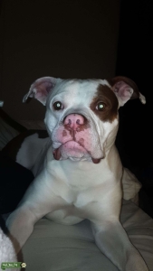 American Bulldog  Listing Image