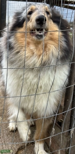 Blue Merle rough collie looking for stud  Listing Image
