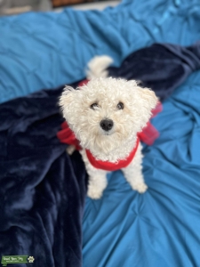 Bichonpoo looking for her soulmate Listing Image