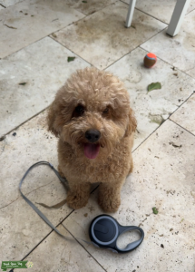Ollie - Male Toy Poodle Listing Image