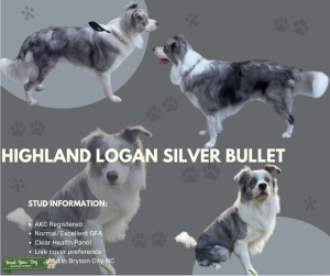 Blue Merle Male Listing Image