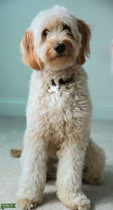 Handsome Goldendoodle  Listing Image