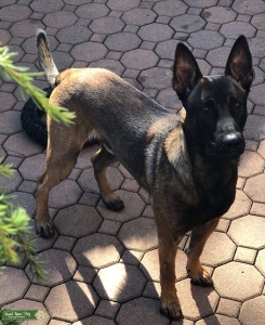 BELGIAN MALINOIS STUD Listing Image