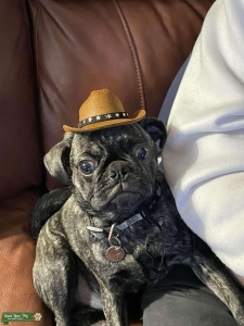 Brindle pug Listing Image