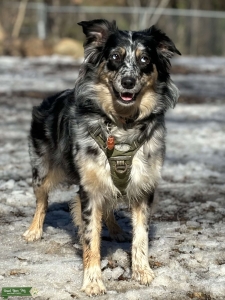 Blue Merle  Listing Image