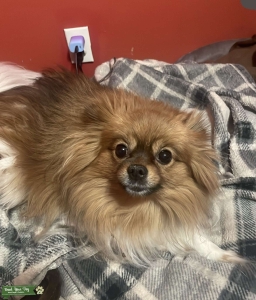 S’mores colored Pomeranian  Listing Image