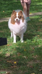 Pomeranian female  Listing Image