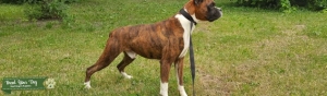 AKC Boxer Stud  Listing Image