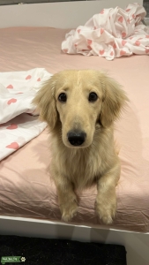 Breeding from my cream dachshund Listing Image