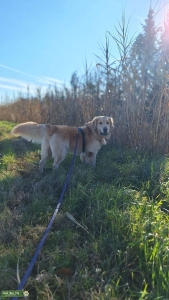 English cream golden retriever, Full AKC-registered, top quality   Listing Image