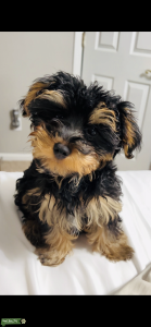 Yorkiepoo Stud Muffin Listing Image