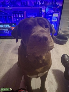 Labrador Retriever & American Bully Mix  Listing Image