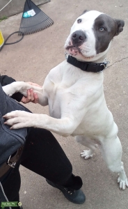 Beautiful AM STAFFY Felmale Ready to breed NOW  Listing Image