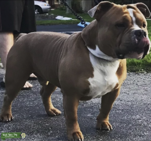 ABKC Pedigree Stud Seeking GF Listing Image