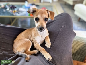 Adorable Feisty Chi-Weenie Mix Female looking for Mate Listing Image