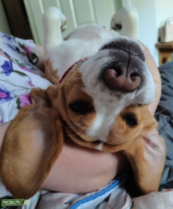WANTED Beagle Stud Listing Image