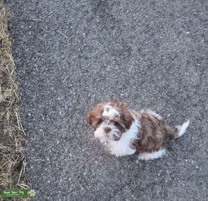 Shih Tzu Listing Image