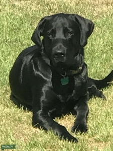 Looking To Stud out our Black Lab Listing Image