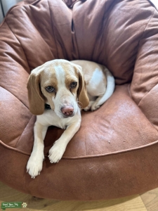 Female Mini Lemon Beagle  Listing Image