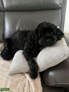 Looking for King Charles Cavalier Stud  Listing Image