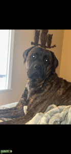 Stud Cane Corso Listing Image
