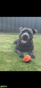 Staffy Stud Listing Image