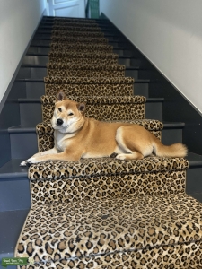Shiba Inu Looking for Stud Listing Image